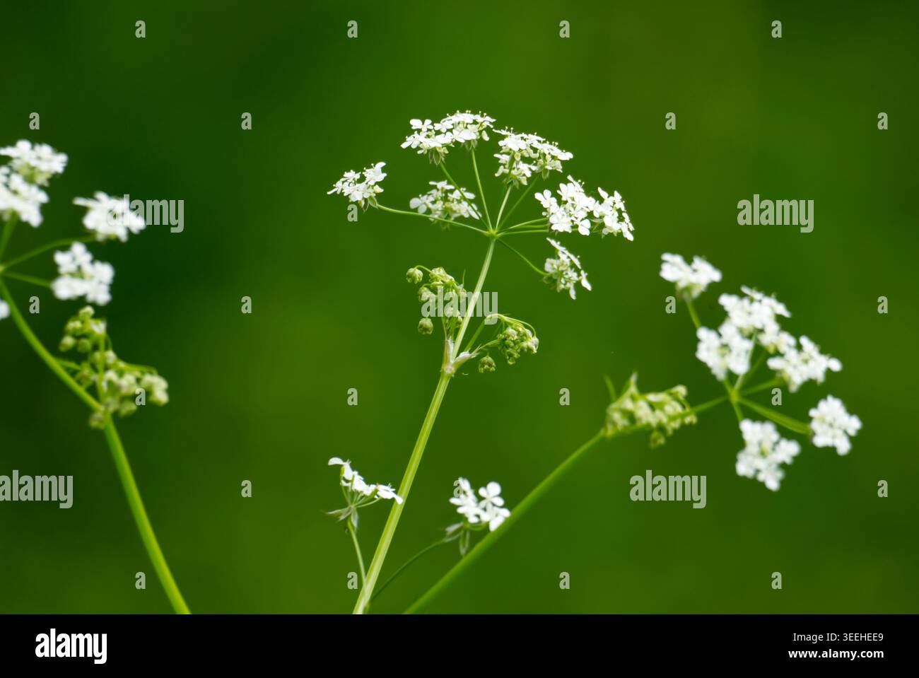 De petites fleurs blanches d'une plante ombellifère (Anthriscus sylvestris) rapprochent les fleurs de persil de vache sur un fond vert flou vibrant. Photo de haute qualité Banque D'Images