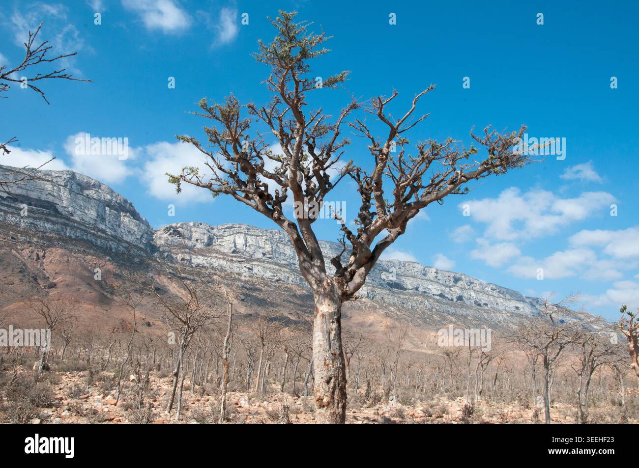 Sur 24 espèces connues de Boswellia, 11 existent sur Socotra, y compris l'encens. Banque D'Images