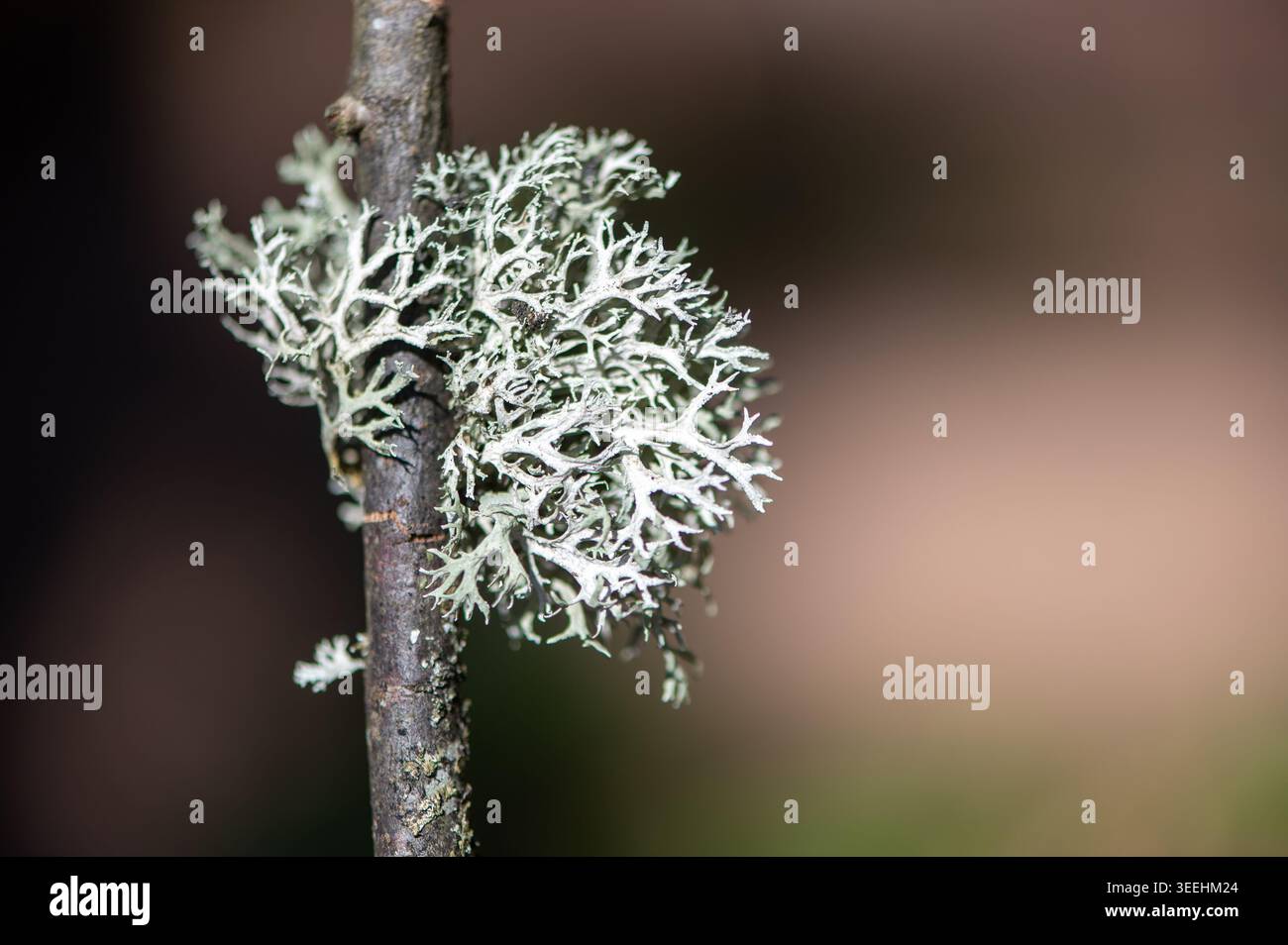 Lichen pâle décoratif attaché à une brindille des bois avec un élégant fond de bokeh pastel printanier. Banque D'Images