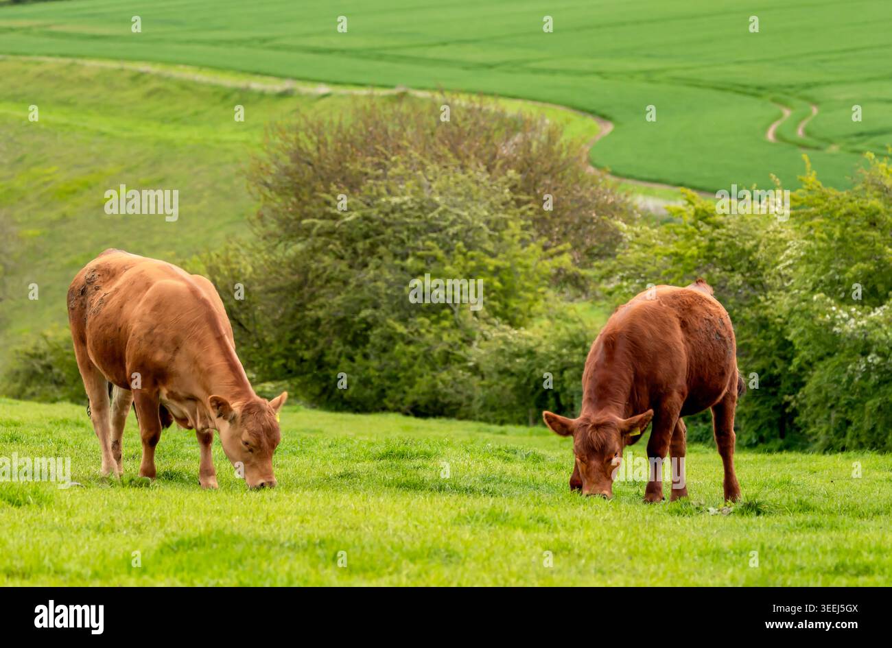 Deux bovins de boucherie du Limousin paissent sur des pâturages verdoyants dans le paysage agricole vallonné de l'East Yorkshire, en Angleterre. Scène agricole rurale britannique Banque D'Images