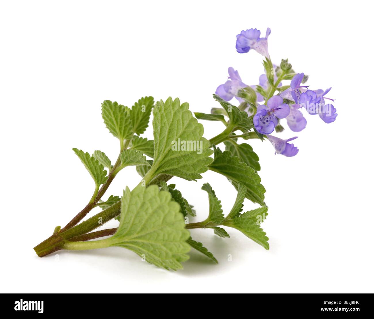 Une délicate branche de fleurs Nepeta (menthe catmint) isolée sur fond blanc Banque D'Images