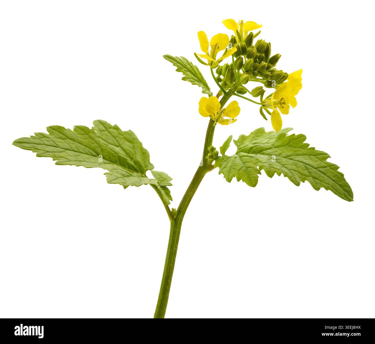 Gros plan de fleur de moutarde jaune, Sinapis alba, isolé sur fond blanc. Plante botanique et agricole avec pétales lumineux, macro vie détaillée Banque D'Images