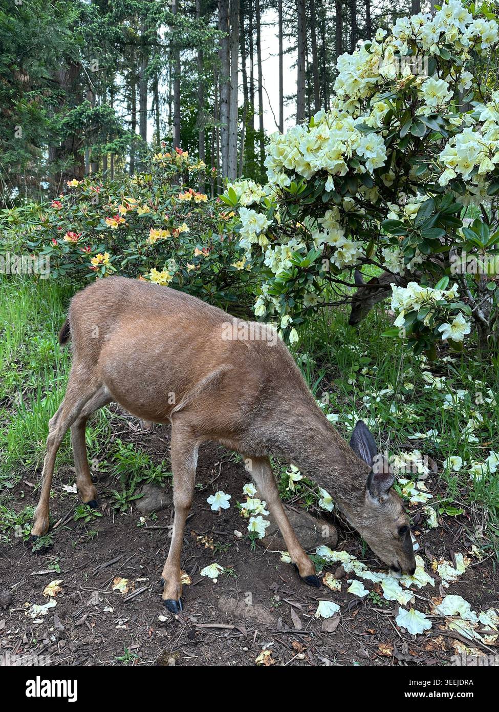 Un cerf en gestation paissant dans un pré avec des fleurs, à Eugene, Oregon, un jour de printemps. Banque D'Images