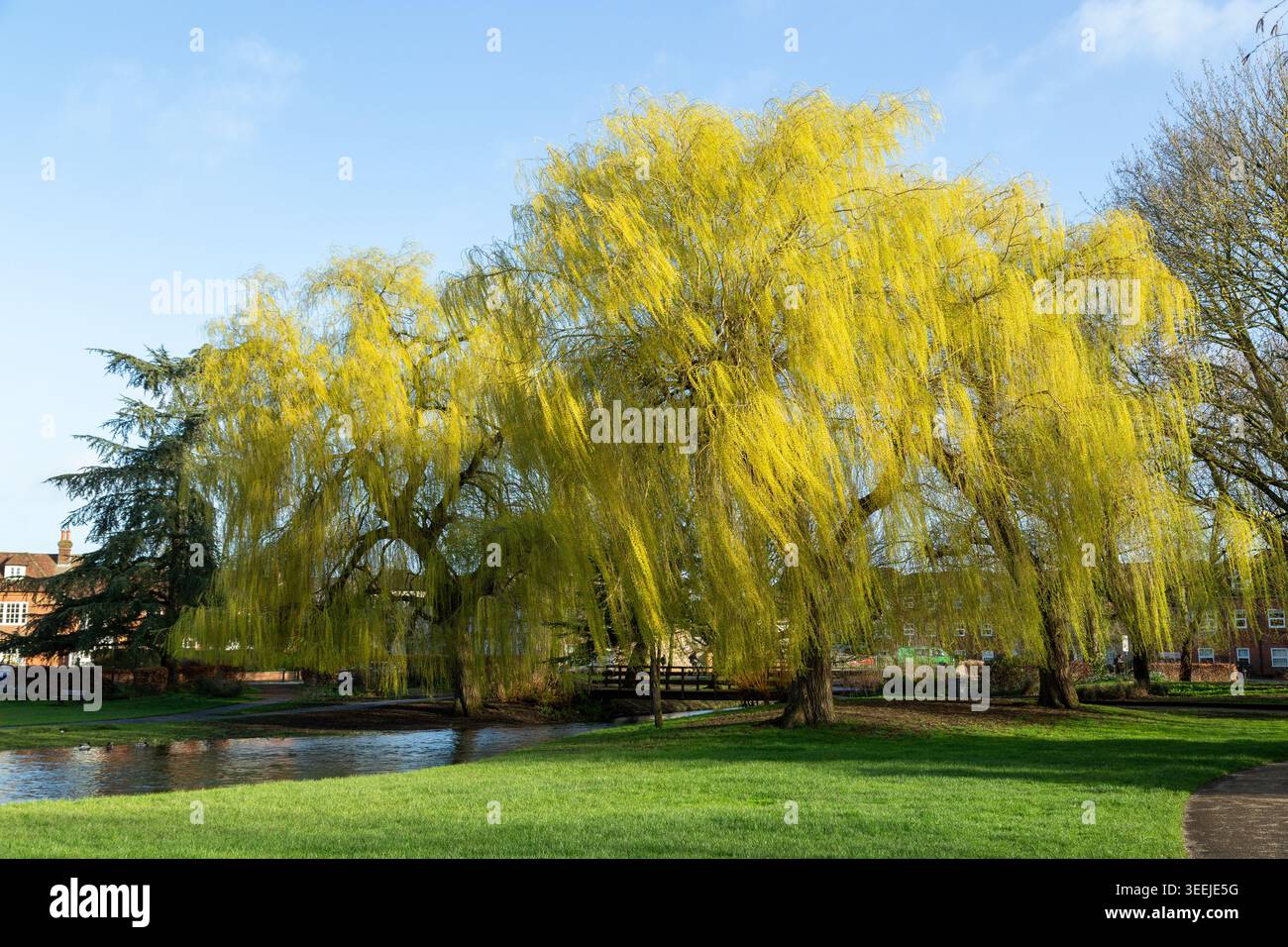 Magnifique arbre de saule pleureur dans Queen Elizabeth Gardens Salisbury, Wiltshire, Angleterre Banque D'Images