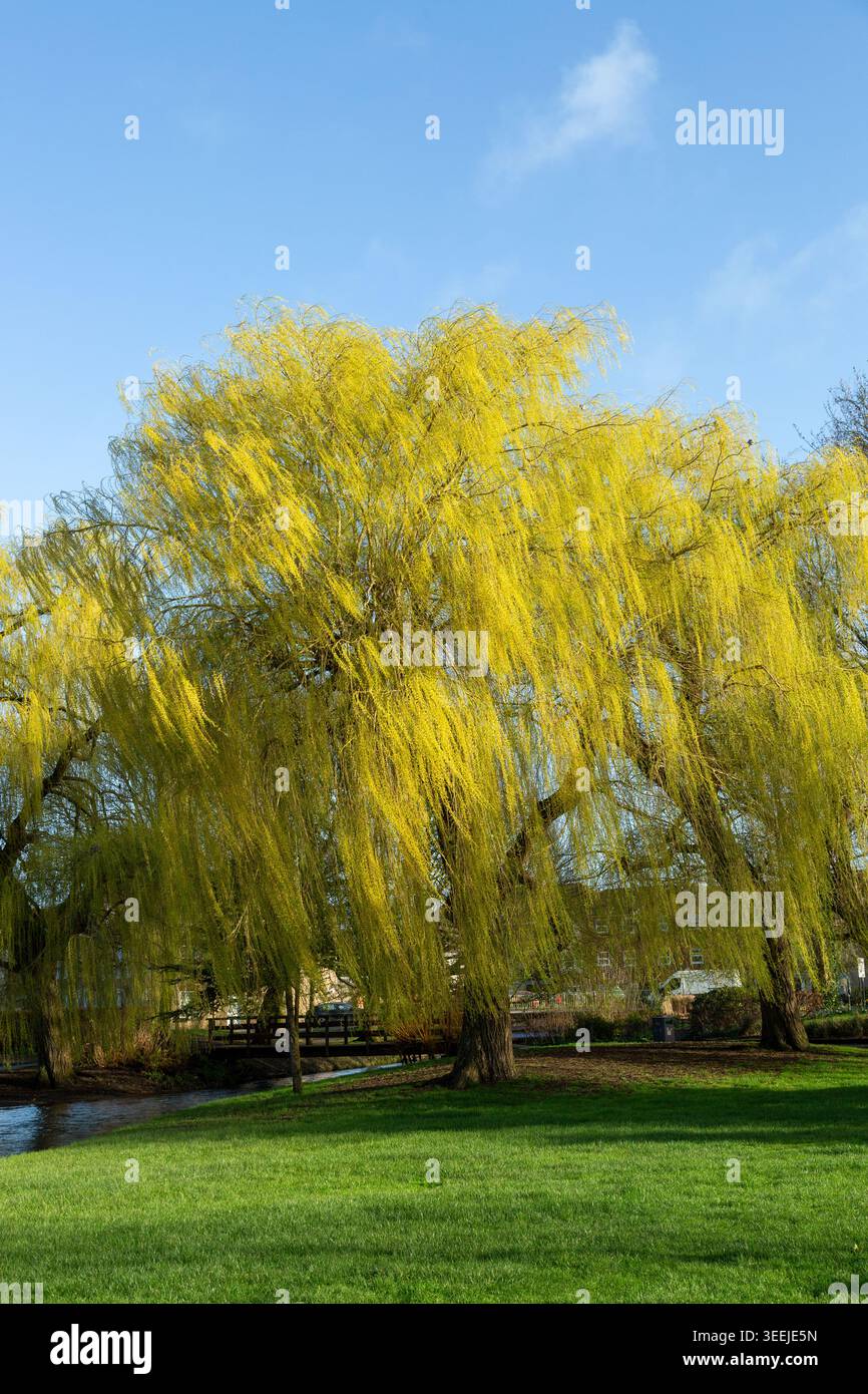 Magnifique arbre de saule pleureur dans Queen Elizabeth Gardens Salisbury, Wiltshire, Angleterre Banque D'Images