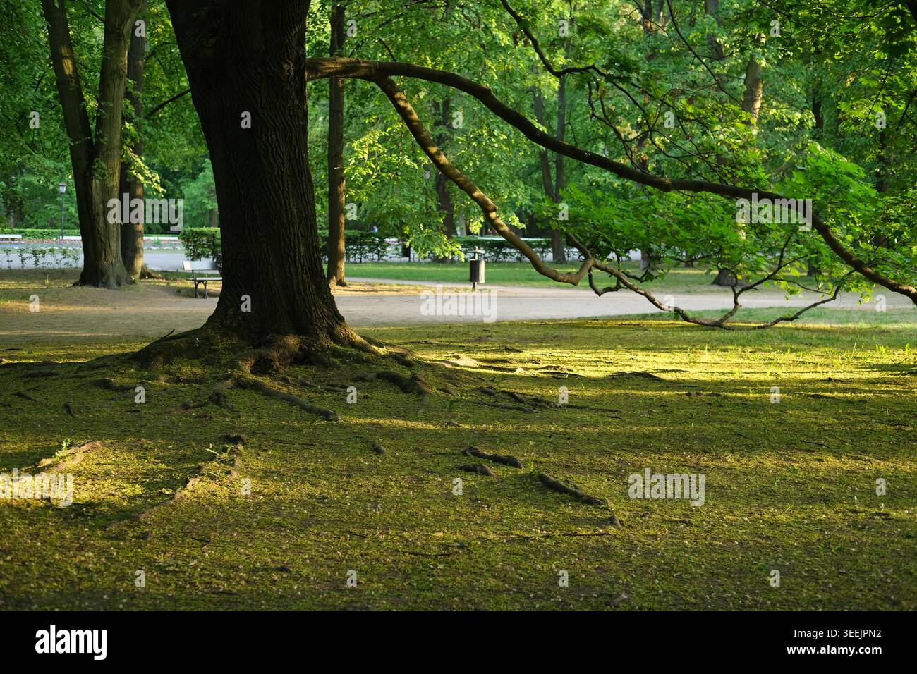 Un grand tronc d'arbre avec des racines exposées projette de longues ombres sur une pelouse de parc herbeuse au coucher du soleil. Banque D'Images