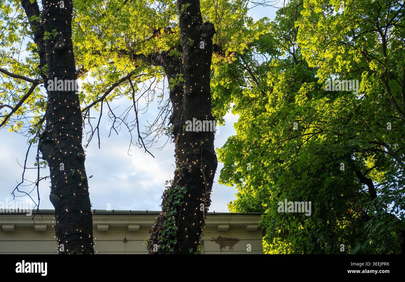 Les arbres à feuilles caduques sont enveloppés dans des lumières décoratives de fées sur un fond de feuillage vert et un ciel nuageux. Banque D'Images