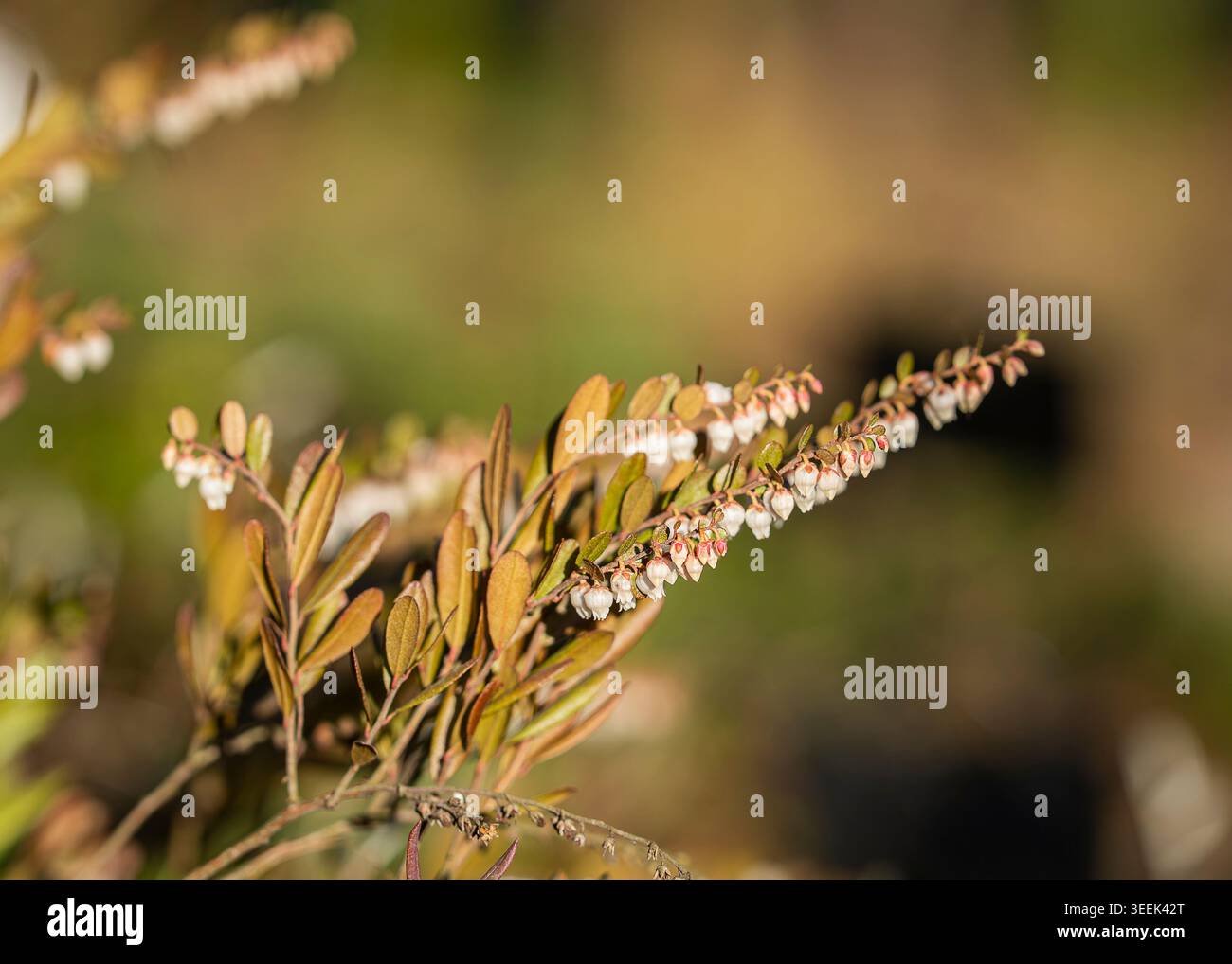 Feuille de cuir ou cassandre (Chamaedaphne calyculata) avec de délicates fleurs blanches en forme de cloche et un feuillage vert bronze brillant par la lumière naturelle chaude du soleil. Banque D'Images