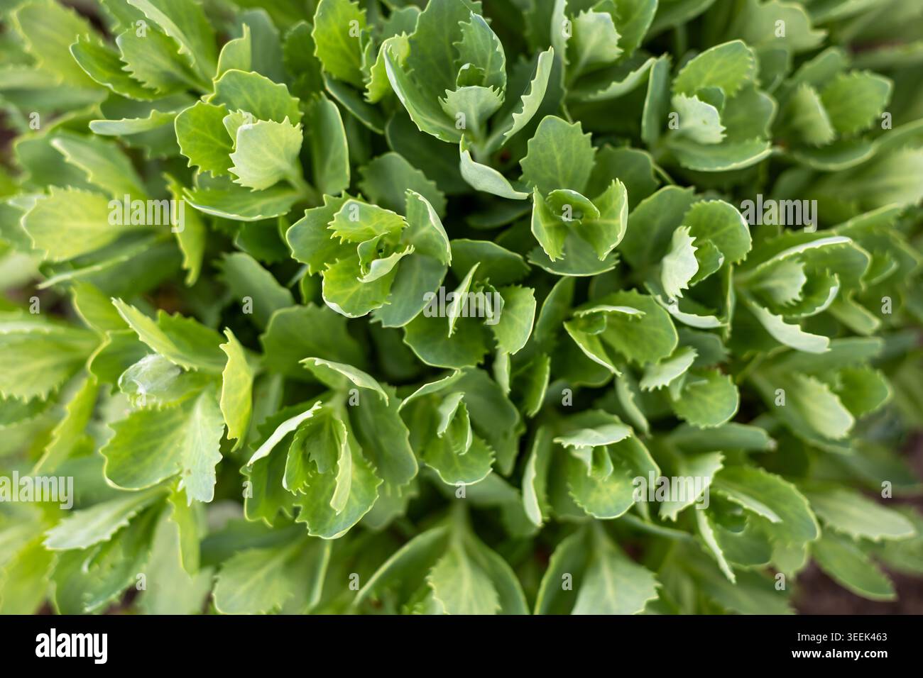 Des feuilles succulentes vertes fraîches rapprochées. Vue rapprochée de feuilles succulentes vertes fraîches avec une lumière naturelle douce, montrant la texture luxuriante des plantes de jardin et Banque D'Images