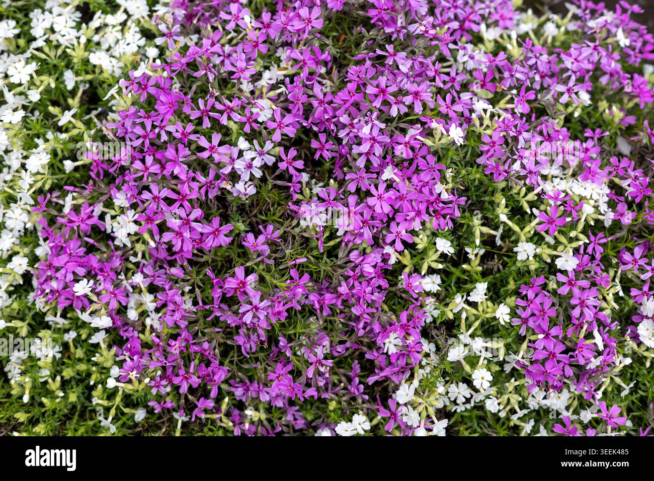 Fleurs de Phlox rampantes roses et blanches. De denses fleurs de phlox rampantes roses et blanches fleurissent sur le feuillage vert, créant un jardin printanier coloré Banque D'Images