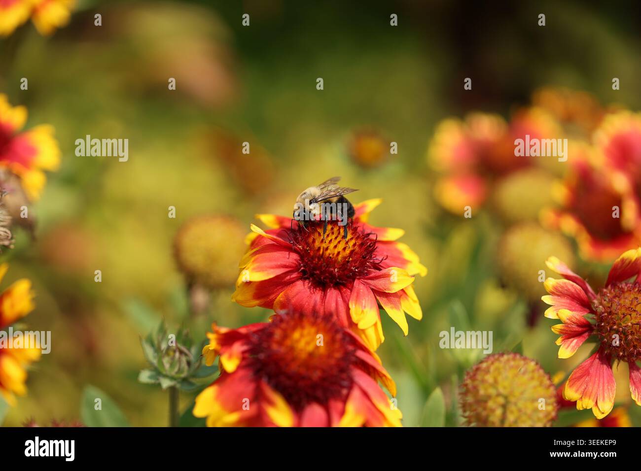 Un bourdon (Bombus sp.) Recueille le nectar d'une fleur de couverture rouge et jaune (Gaillardia). Le corps flou de l’insecte est couvert de pollen lorsqu’il se nourrit Banque D'Images