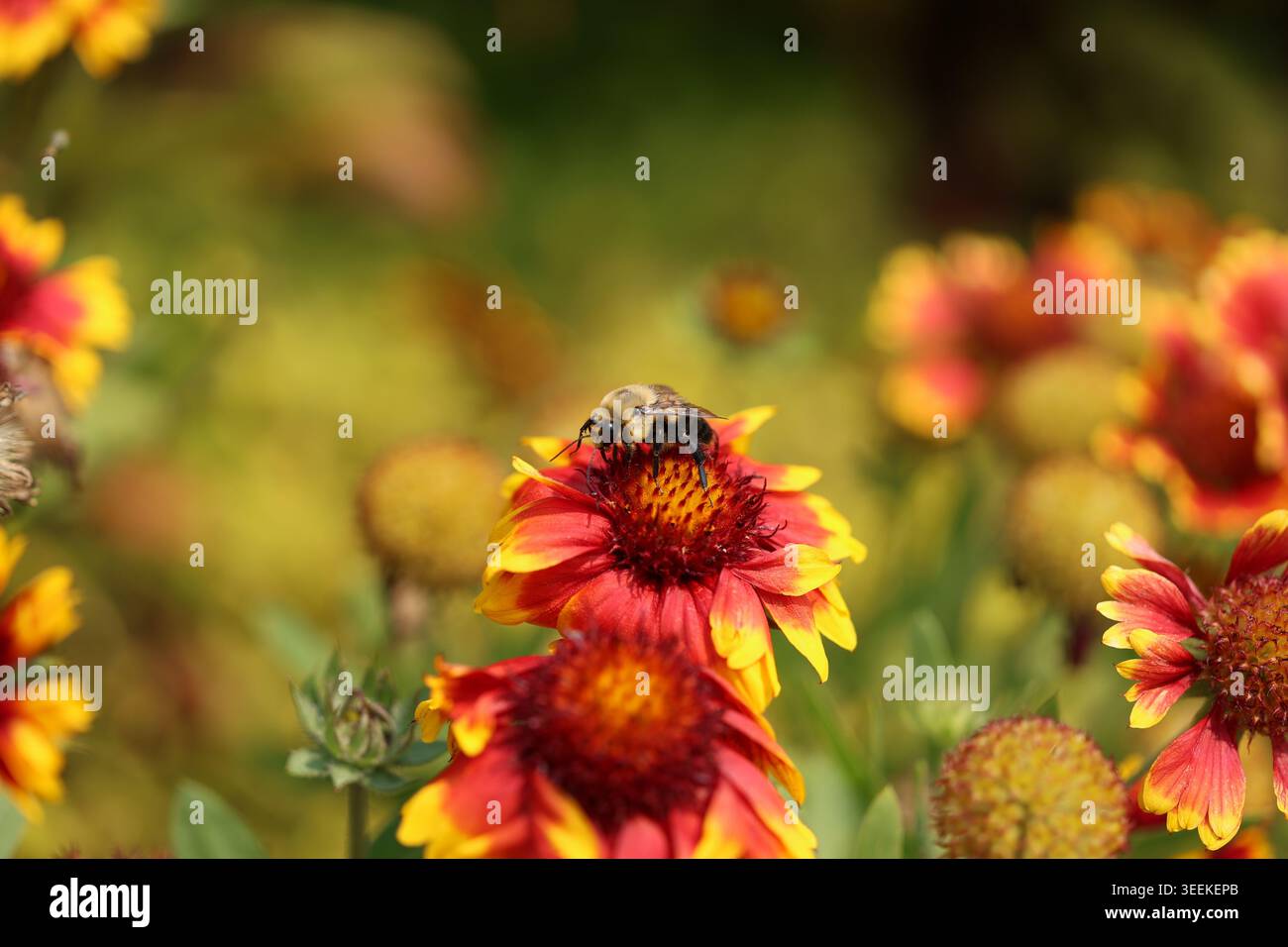 Gros plan d'un bourdon (Bombus sp.) Visite d'une fleur de Gaillardia. Le proboscis de l’abeille est étendu tout en recueillant le nectar, avec du pollen visible sur celui-ci Banque D'Images
