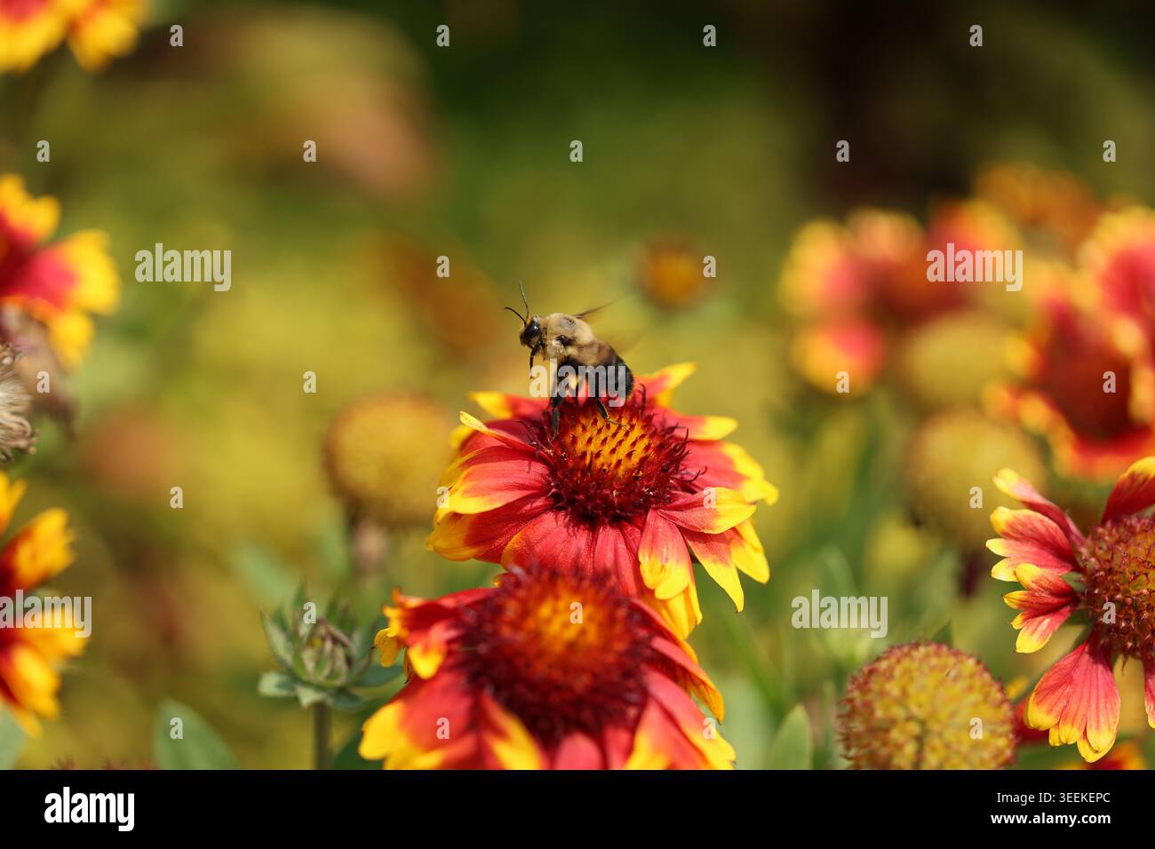 Un bourdon (Bombus sp.) Se nourrit des bouquets de disque central d'une fleur de Gaillardia. L'image capture le pollinisateur dans le comportement de mi-alimentation sous bri Banque D'Images