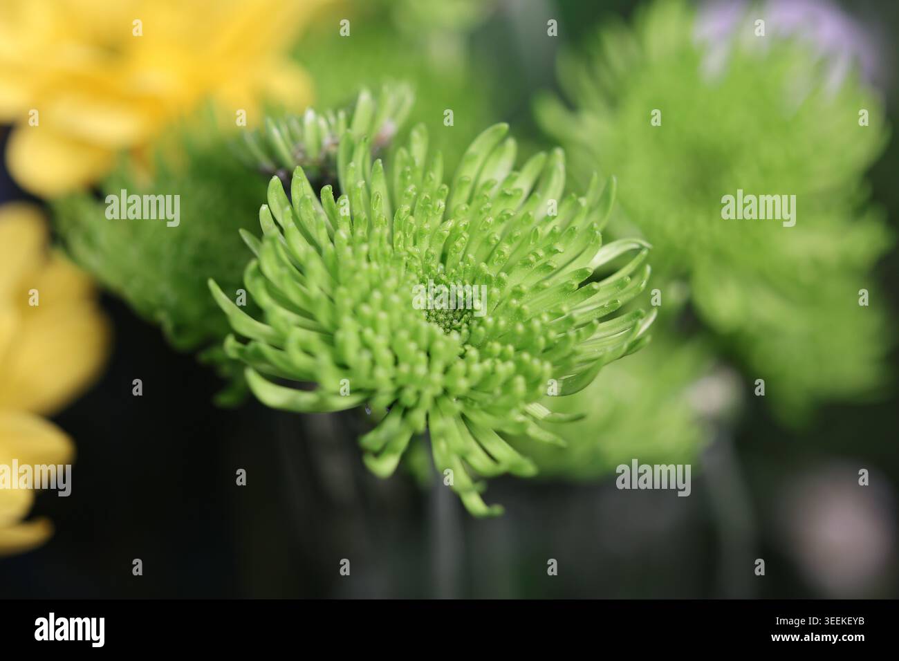 Image macro d'un chrysanthème d'araignée verte (Chrysanthemum morifolium) avec de fins pétales allongés et des gouttelettes de rosée visibles. L'isolat de foyer sélectif Banque D'Images