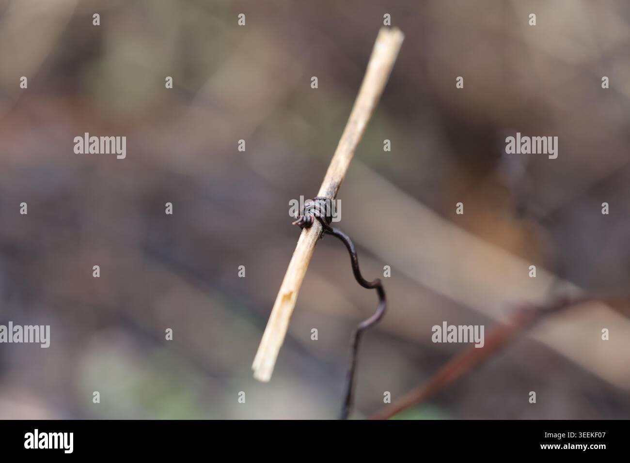 Macro gros plan d'une vrille de vigne brune enroulée étroitement autour d'une fine branche sèche dans un cadre boisé naturel. Banque D'Images
