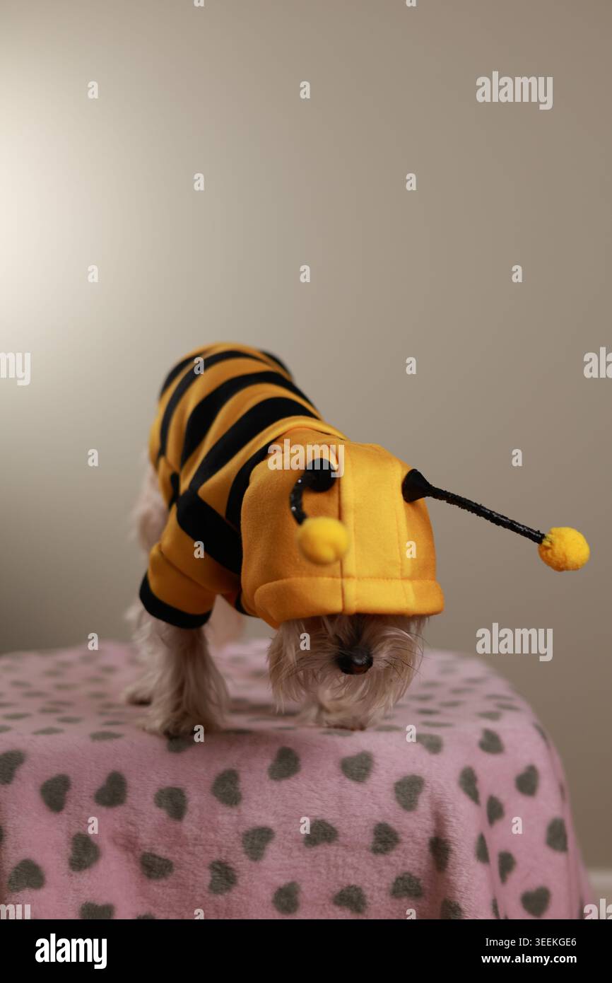 Petit chien entièrement vêtu d'un costume de bourdon jaune et noir avec antennes et capuche, la tête en bas sur une couverture rose à imprimé coeur Banque D'Images
