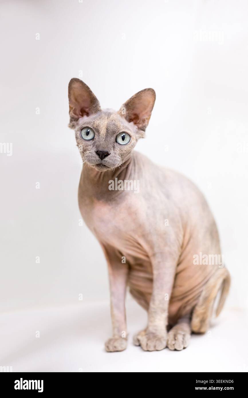 Un chat Sphynx sans poils regardant la caméra avec une expression aux yeux larges Banque D'Images