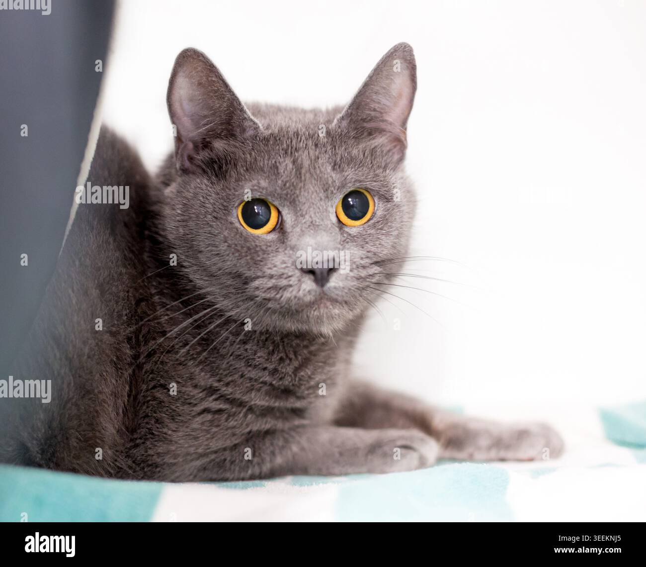 Un tabby nerveux à larges yeux avec des pupilles dilatées Banque D'Images