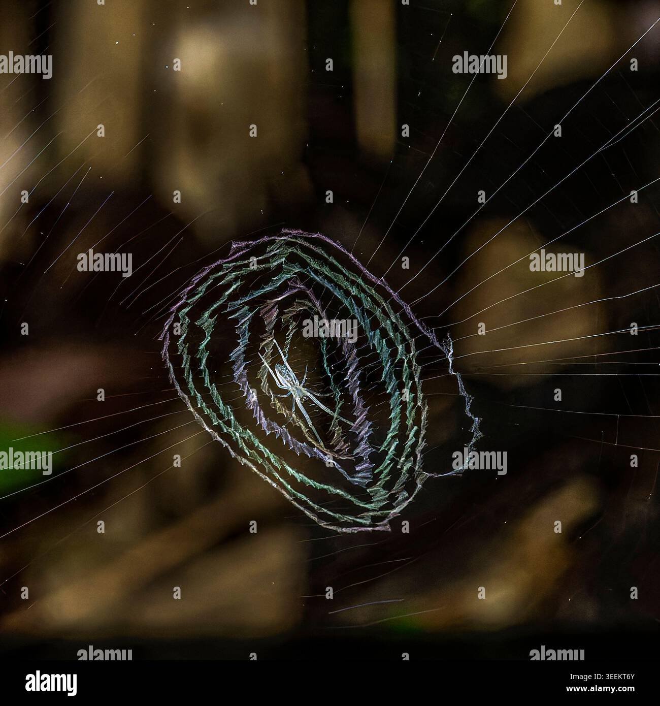 Araignée de tisserand orbe au centre de la toile de stabilimentum spiralée irisée montrant une coloration structurelle, station de biodiversité de Tiputini, parc national Yasun√≠ Banque D'Images