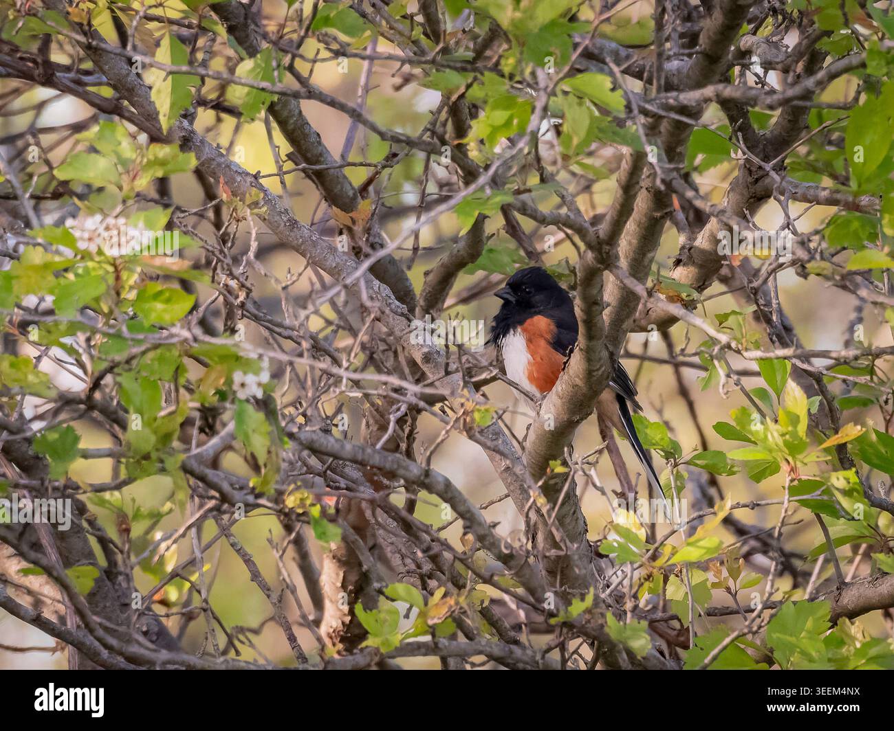 Un mâle de Towhee orientale perché profondément dans un fourré de branches d'arbres en bourgeonnement avec des feuilles vertes et de petites fleurs blanches par un matin de printemps ensoleillé Banque D'Images