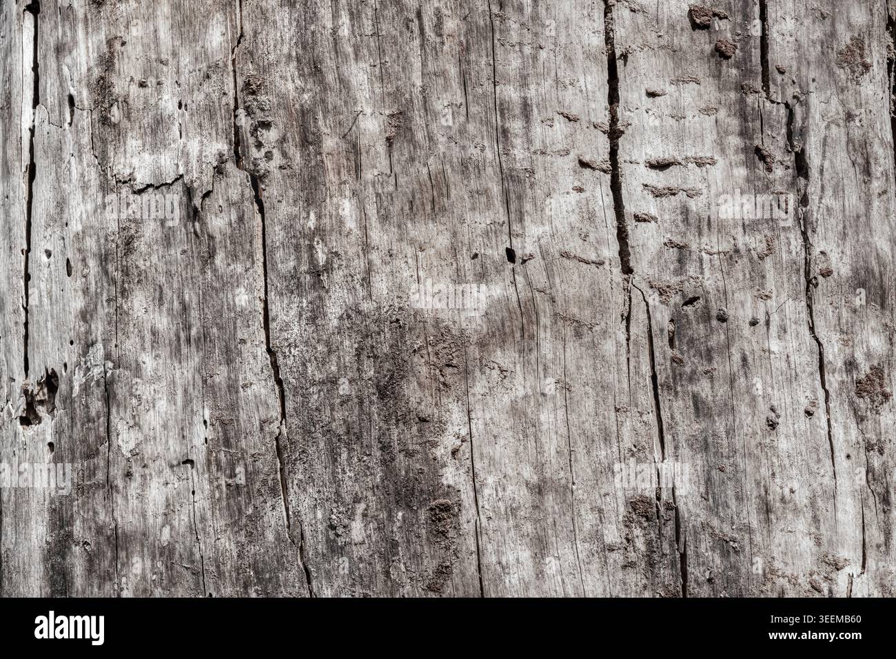 Gros plan de vieux bois de pin sans écorce avec des fissures visibles, des traces d'insectes et une érosion naturelle de la surface. Texture détaillée du bois vieilli avec organi rugueux Banque D'Images