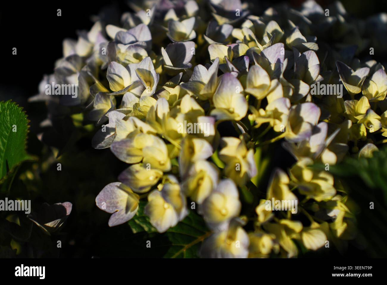 Gros plan de fleurs d'hortensia dans des tons doux jaune et lavande, avec des détails complexes de pétales et une lumière douce soulignant leur structure délicate. Banque D'Images