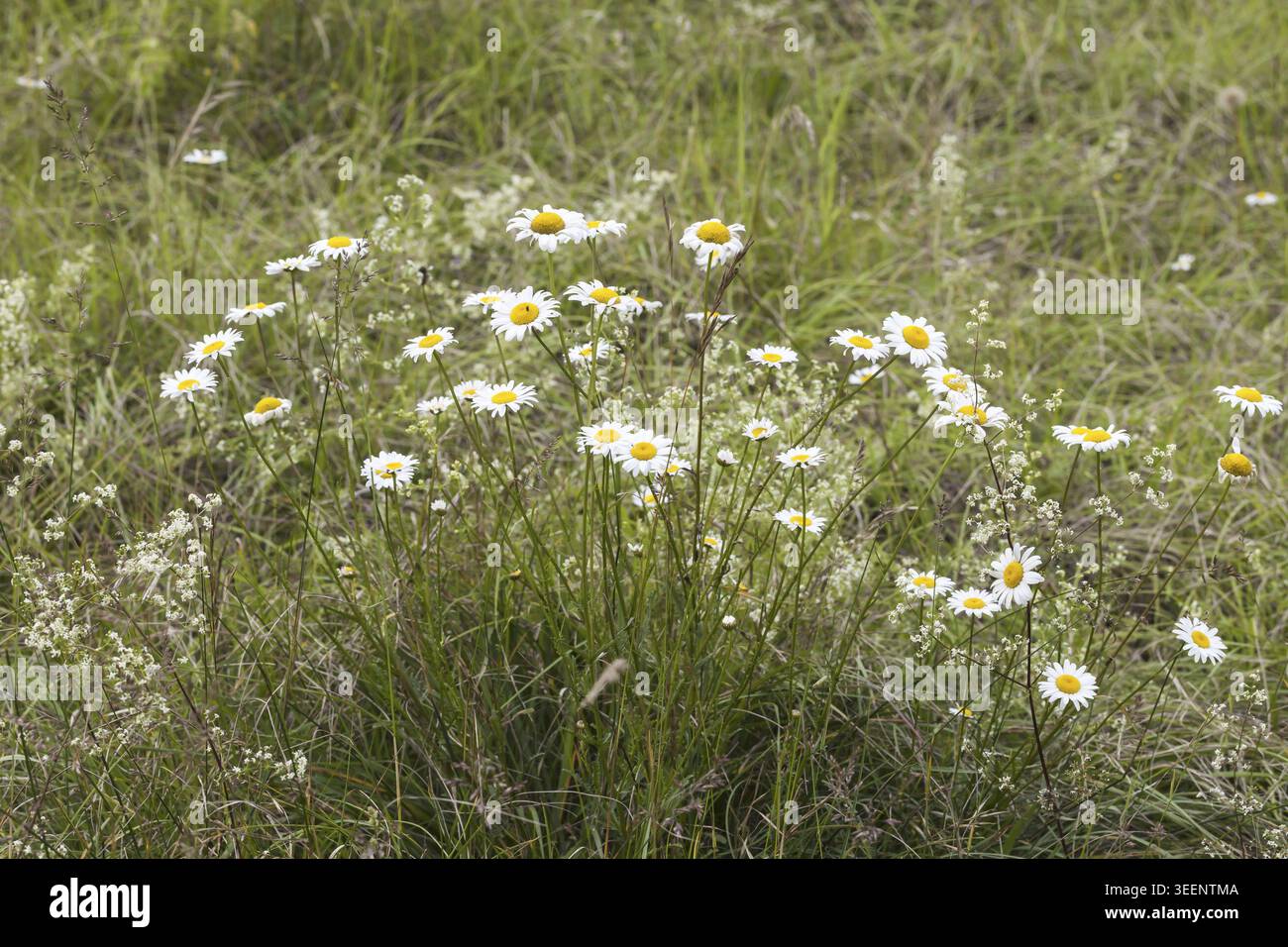 Leucanthemum vulgare, Magerwiesen-Margerite, Wiesen-Margerite, Wiesen-Wucherblume, Margerite (Margeritenwiese im Juni - Leucanthemum vulgare, connue sous le nom de Margeritenwiese im Juni - Leucanthemum vulgare) Banque D'Images