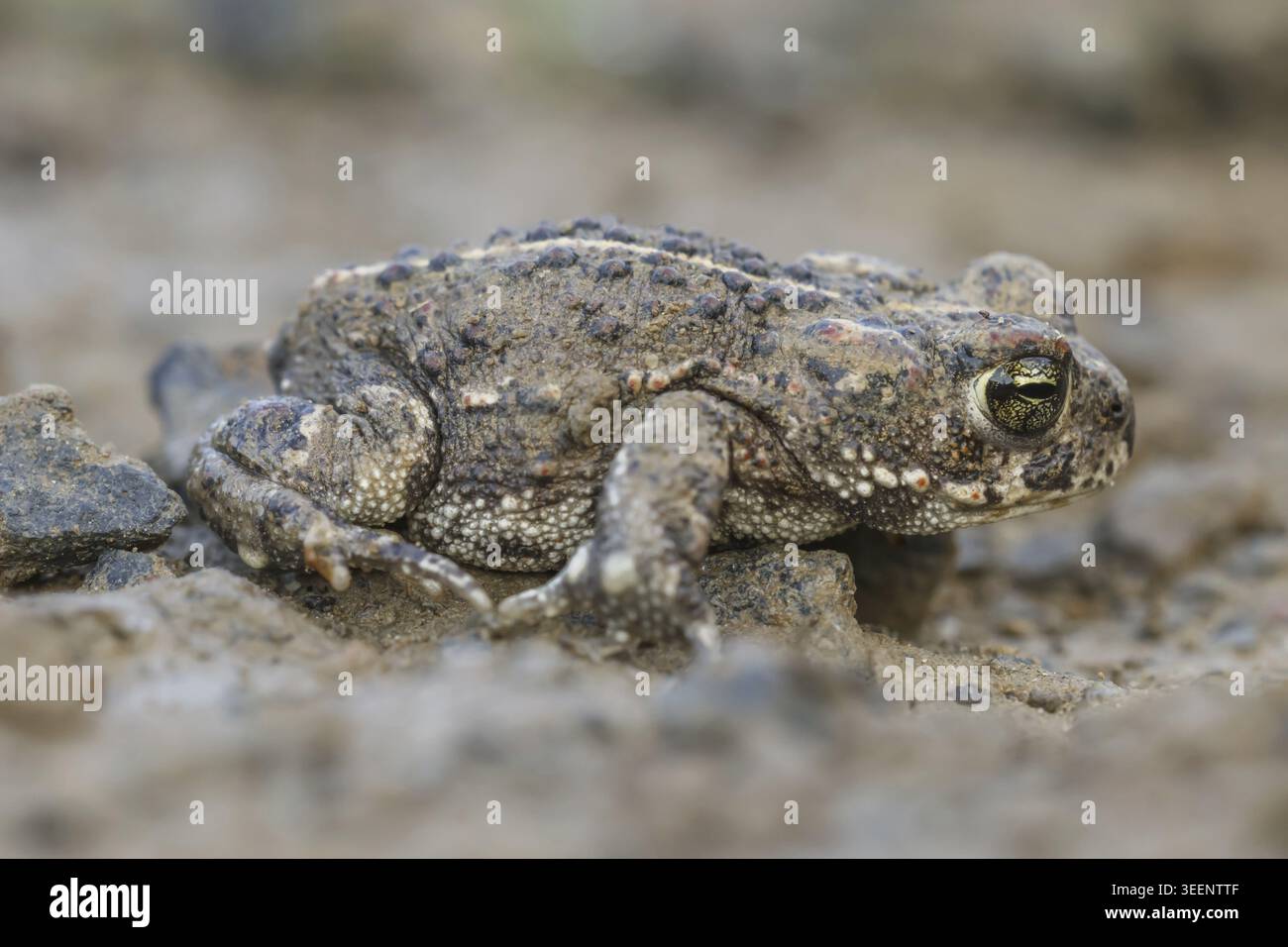 Epidalea calamita, Kreuzkroete (syn. Bufo calamita) - Epidalea calamita, syn. Bufo calamita, connu sous le nom de Natterjack crapaud, courant le crapaud Banque D'Images