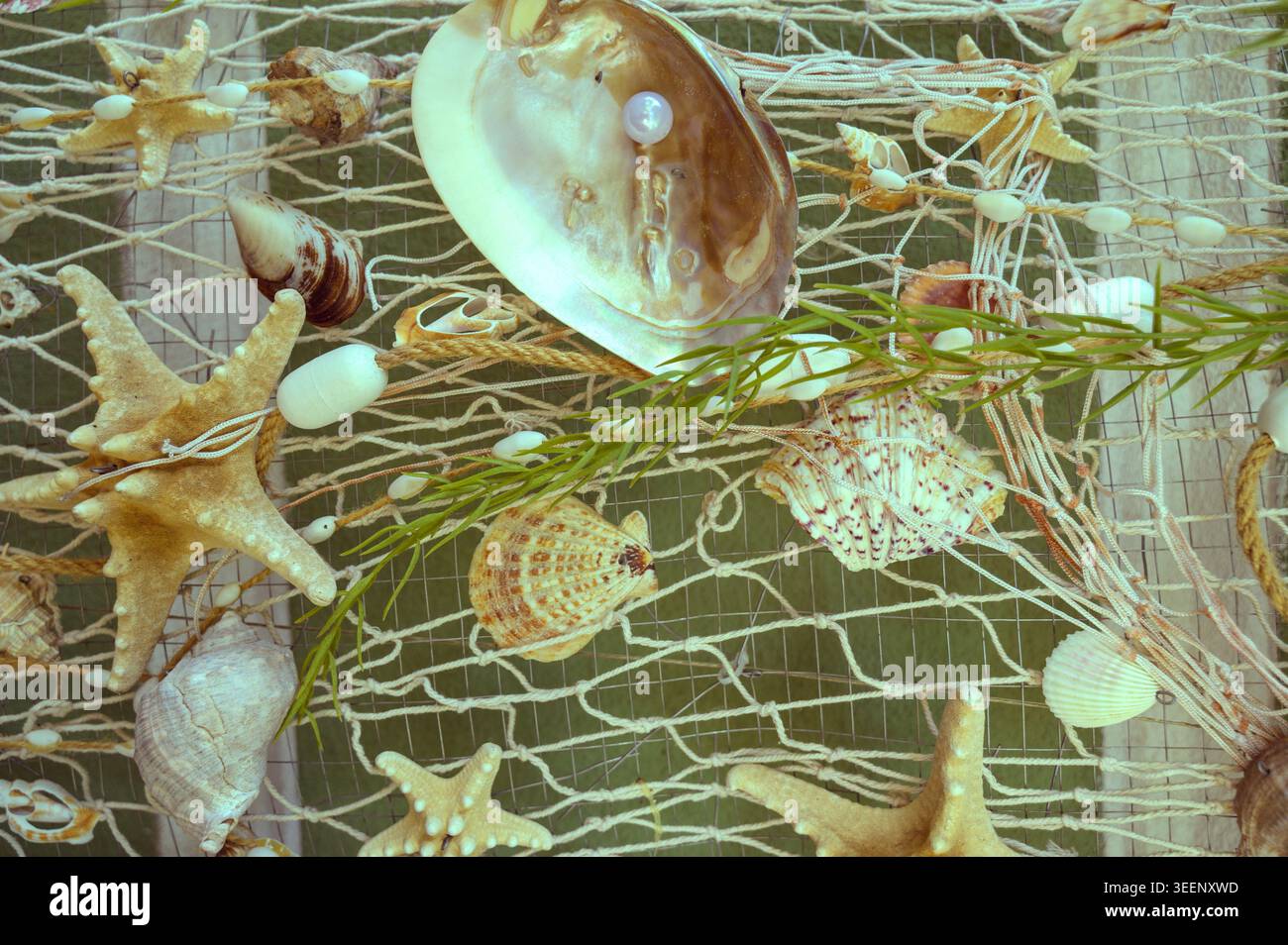 Composition de divers coquillages sur un fond de filet de pêche. Parfait pour les thèmes de l'été. Concept de beauté océanique et de préservation de l'environnement. Banque D'Images