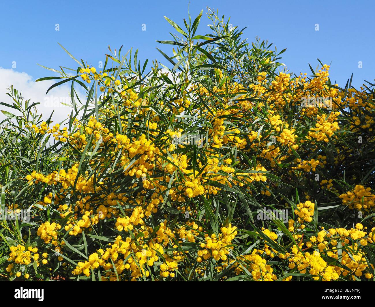 Hochet doré, inflorescences jaune vif ressemblant à une boule, feuilles étroites vertes, fond de ciel bleu. Plante à fleurs Acacia saligna, Mimosoideae, Fabaceae Banque D'Images
