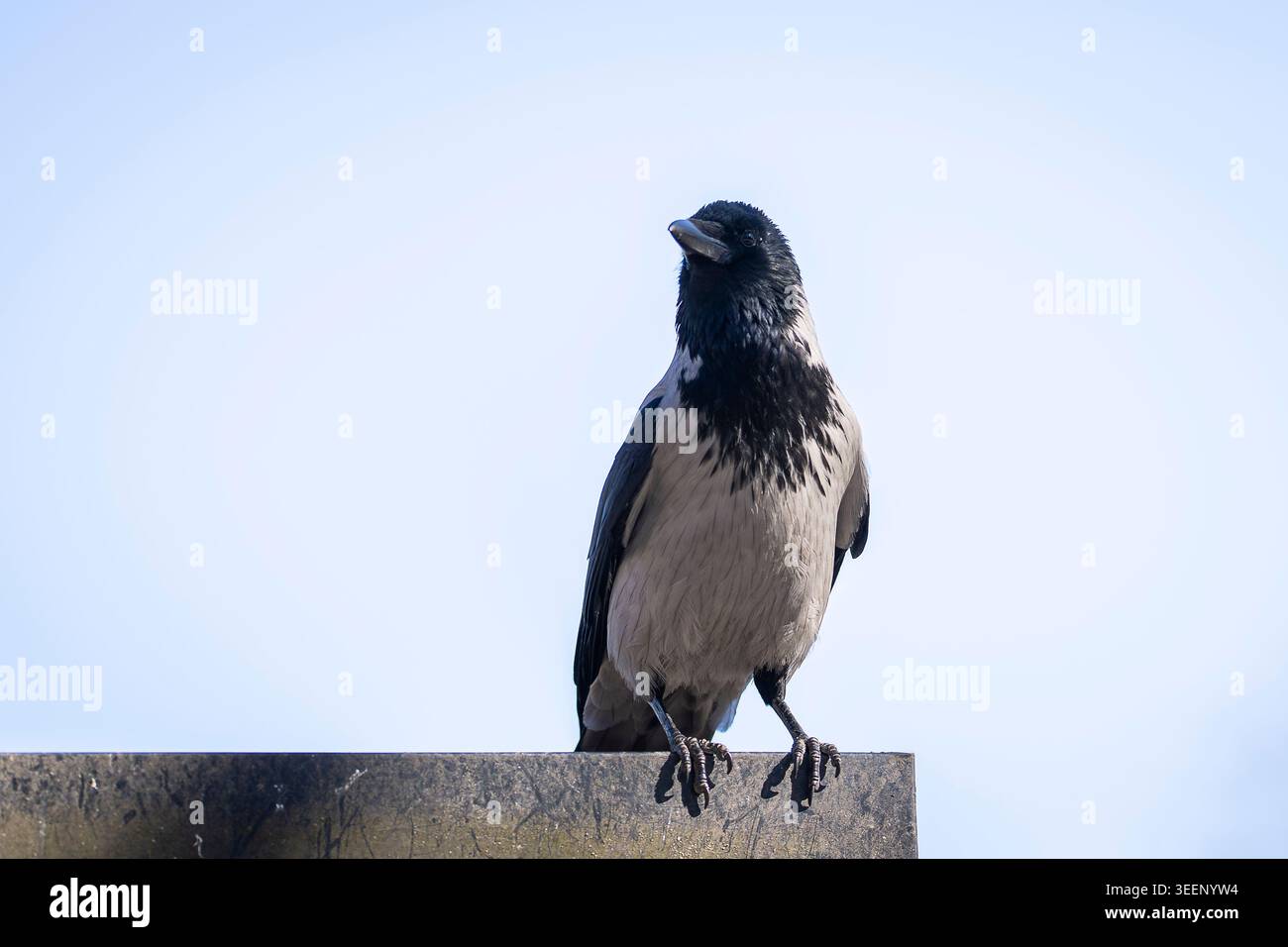 Corbeau à capuche (Corvus cornix) perché contre un ciel bleu clair, capturé dans une lumière naturelle éclatante avec une composition minimaliste et un espace de copie. Banque D'Images