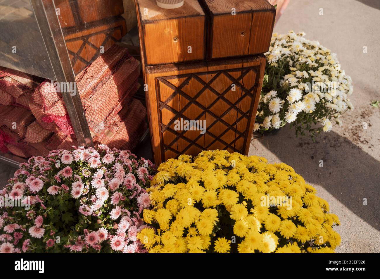 Des chrysanthèmes jaunes et oranges vibrants fleurissent dans un pot en automne. Concept de beauté saisonnière de jardin, idées de cadeaux floraux, et lumineux déc Banque D'Images