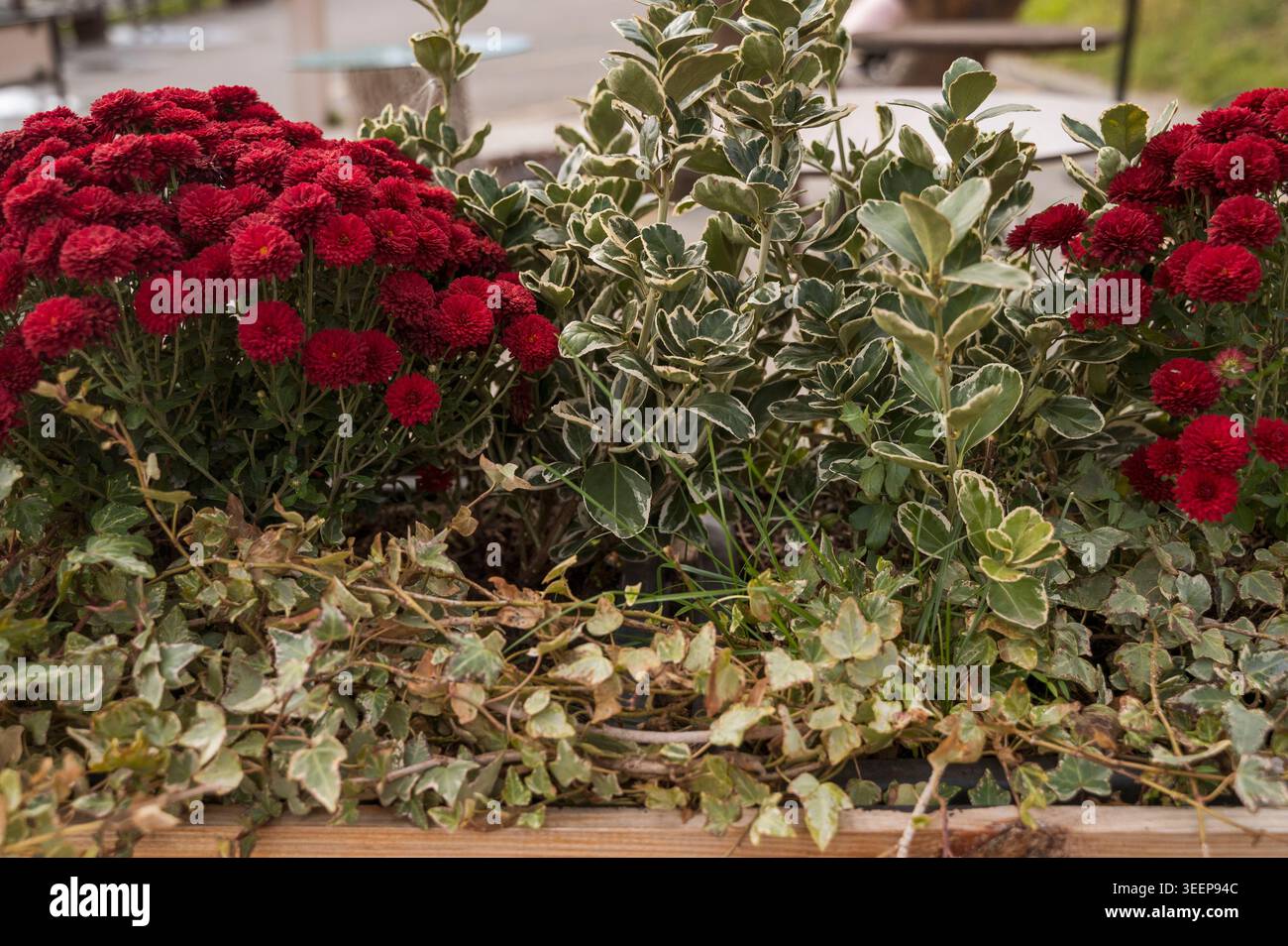 Chrysanthèmes rouge vif fleurissant à l'extérieur pendant une journée ensoleillée d'automne. Concept de beauté saisonnière de jardin, de soins horticoles et de déco naturelle vibrante Banque D'Images