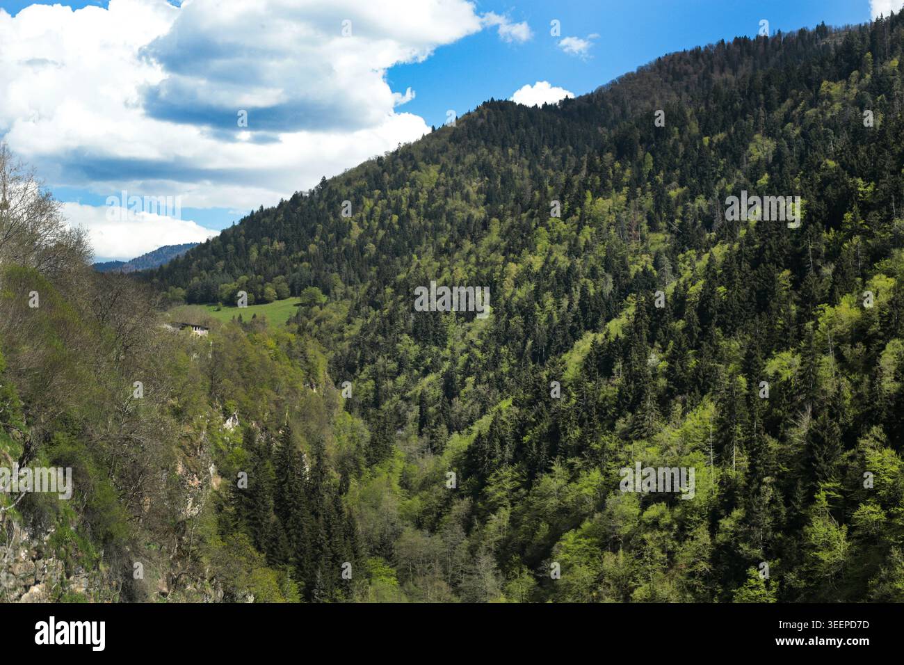 Paysage de montagne de forêt verte sous ciel bleu et nuages Banque D'Images