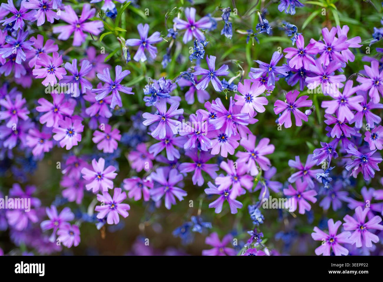 Gros plan de fleurs de Phlox violettes, roses et violettes en fleurs début mai, Norfolk, Angleterre, Royaume-Uni Banque D'Images