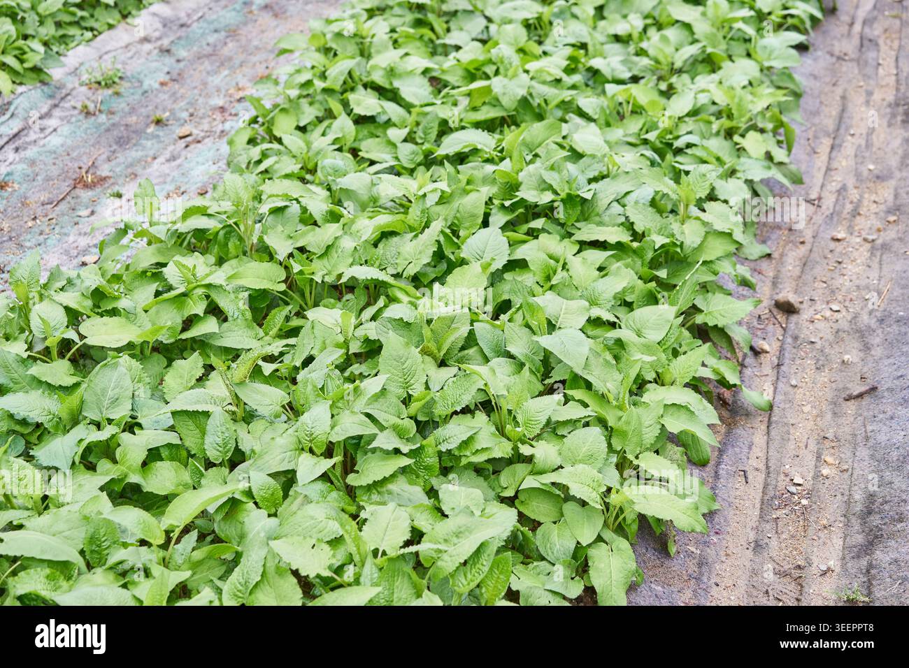 Les photos montrent une ferme de Gangwon-do cultivant du chardon coréen frais, Gondre. Ils mettent en évidence des gros plans de feuilles vertes et de larges rangées de cultures dans une ferme rurale. Banque D'Images