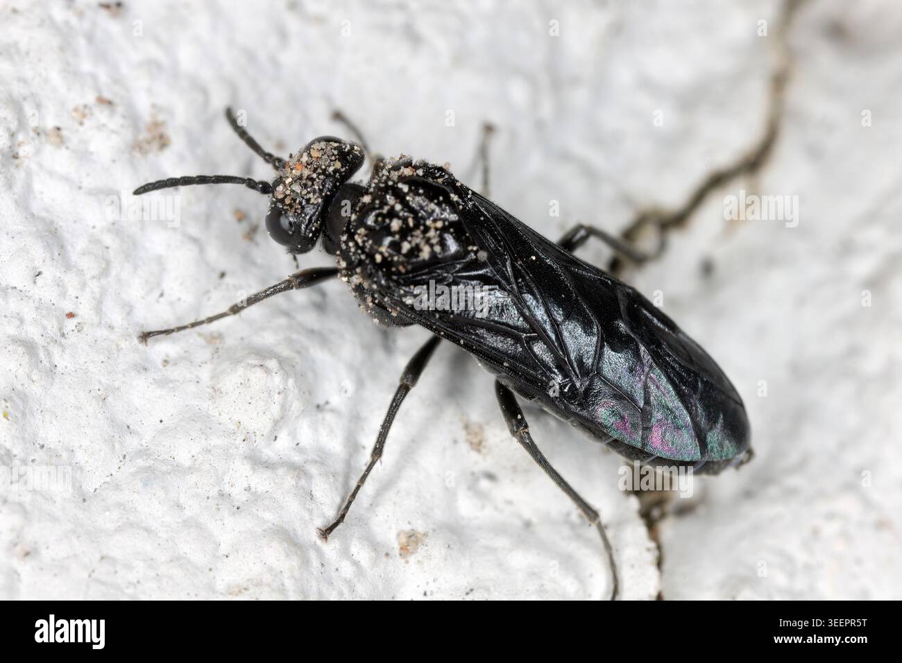Sawfly de frêne noir, Tomostethus nigritus. Les larves de cette espèce de mouche-scie se nourrissent grégairement de cendres communes indigènes. Banque D'Images
