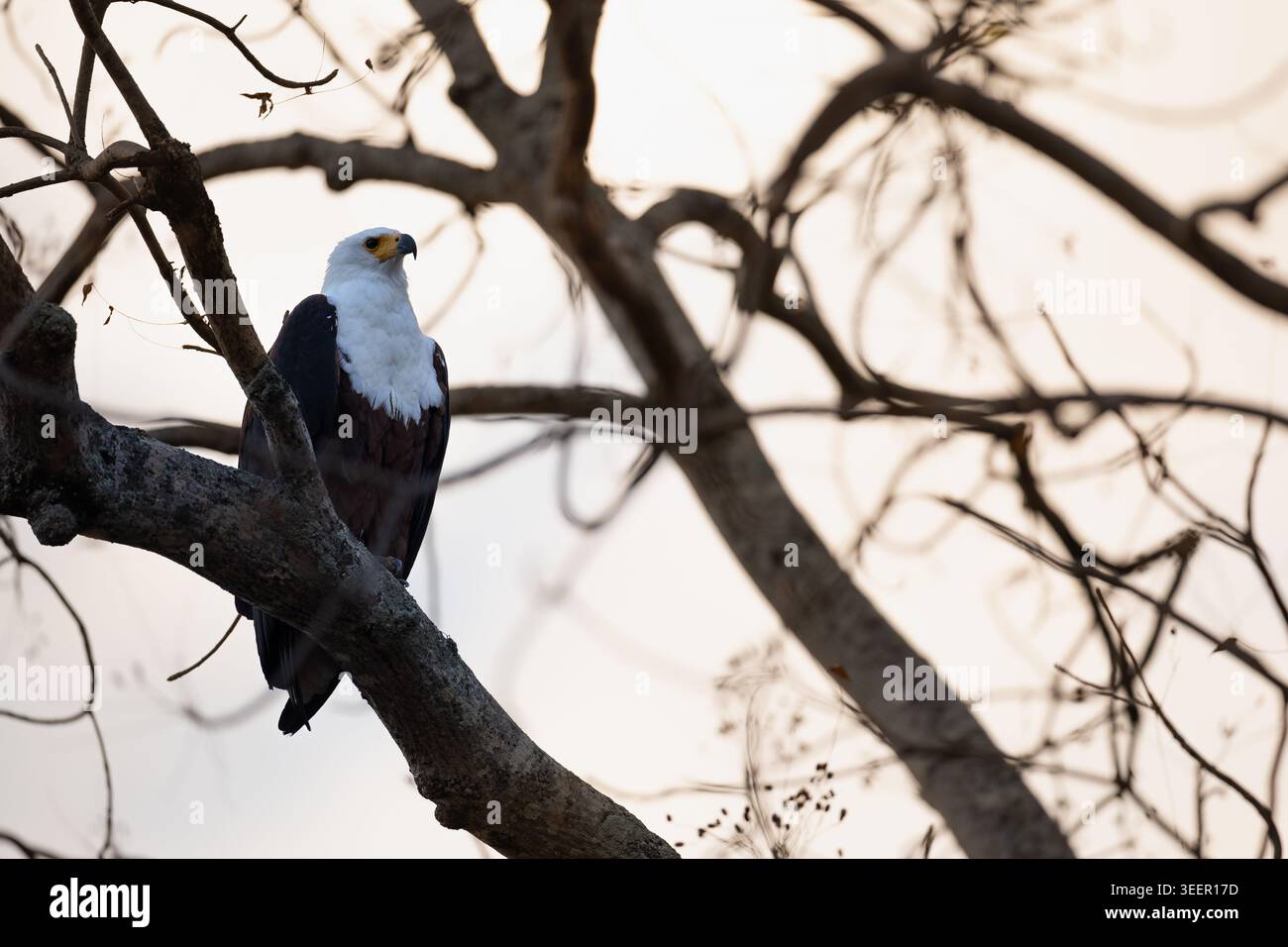 Silhouette d'aigle de poisson africain au coucher du soleil dramatique Banque D'Images