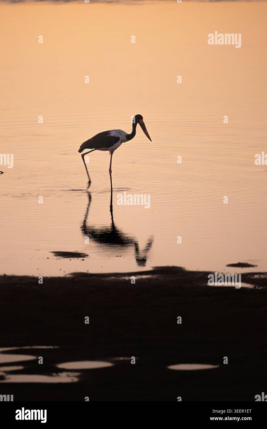 Chasse à la cigogne à bec de selle dans les eaux peu profondes au crépuscule Banque D'Images