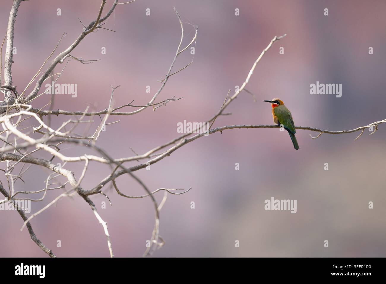 Bee-Eater à front blanc perché avec fond Chilojo Hills Banque D'Images