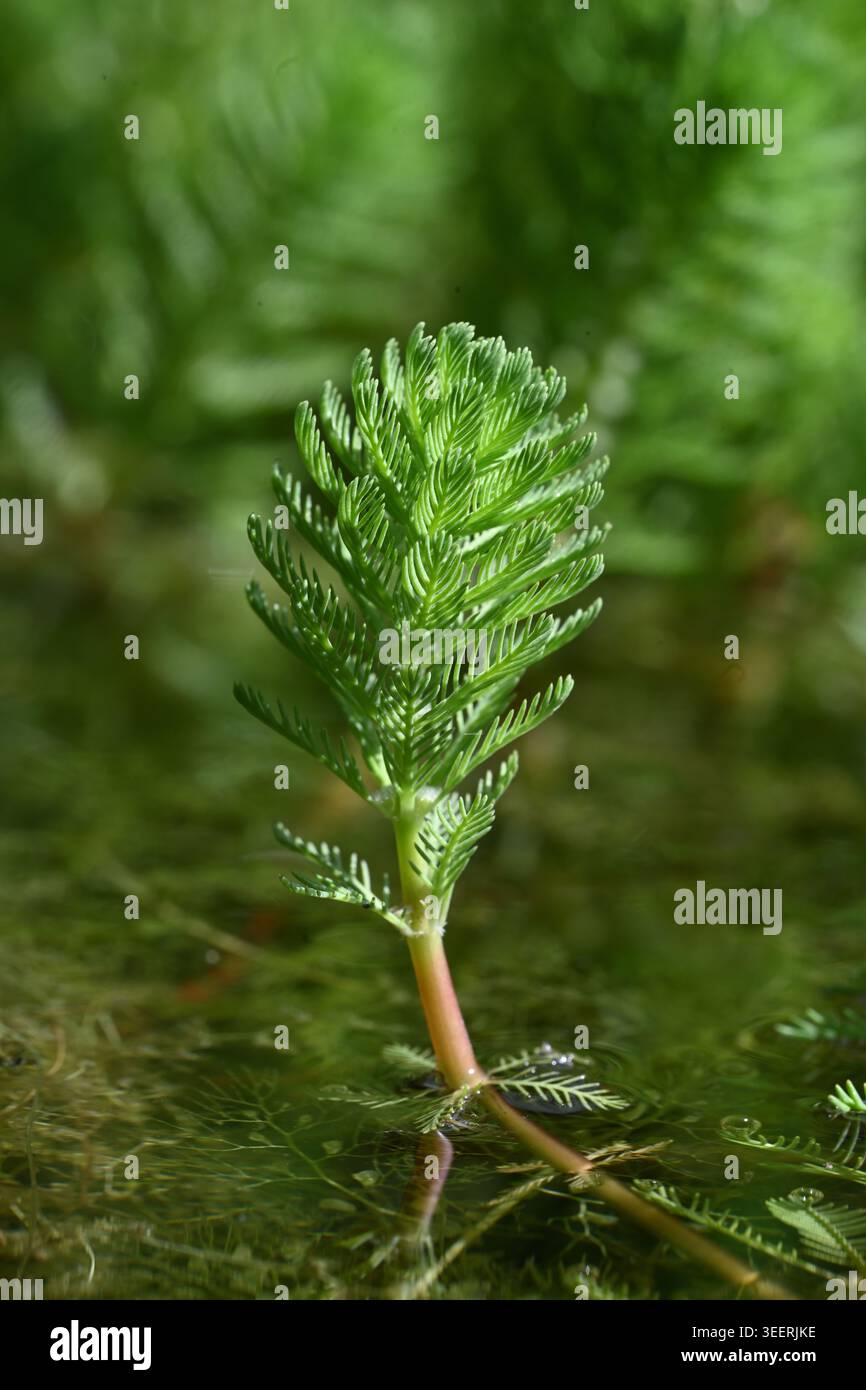 Perroquet Plume Watermilfoil, Myriophyllum aquaticum, une plante aquatique originaire de la rivière Amazone mais largement considérée comme une espèce envahissante Banque D'Images