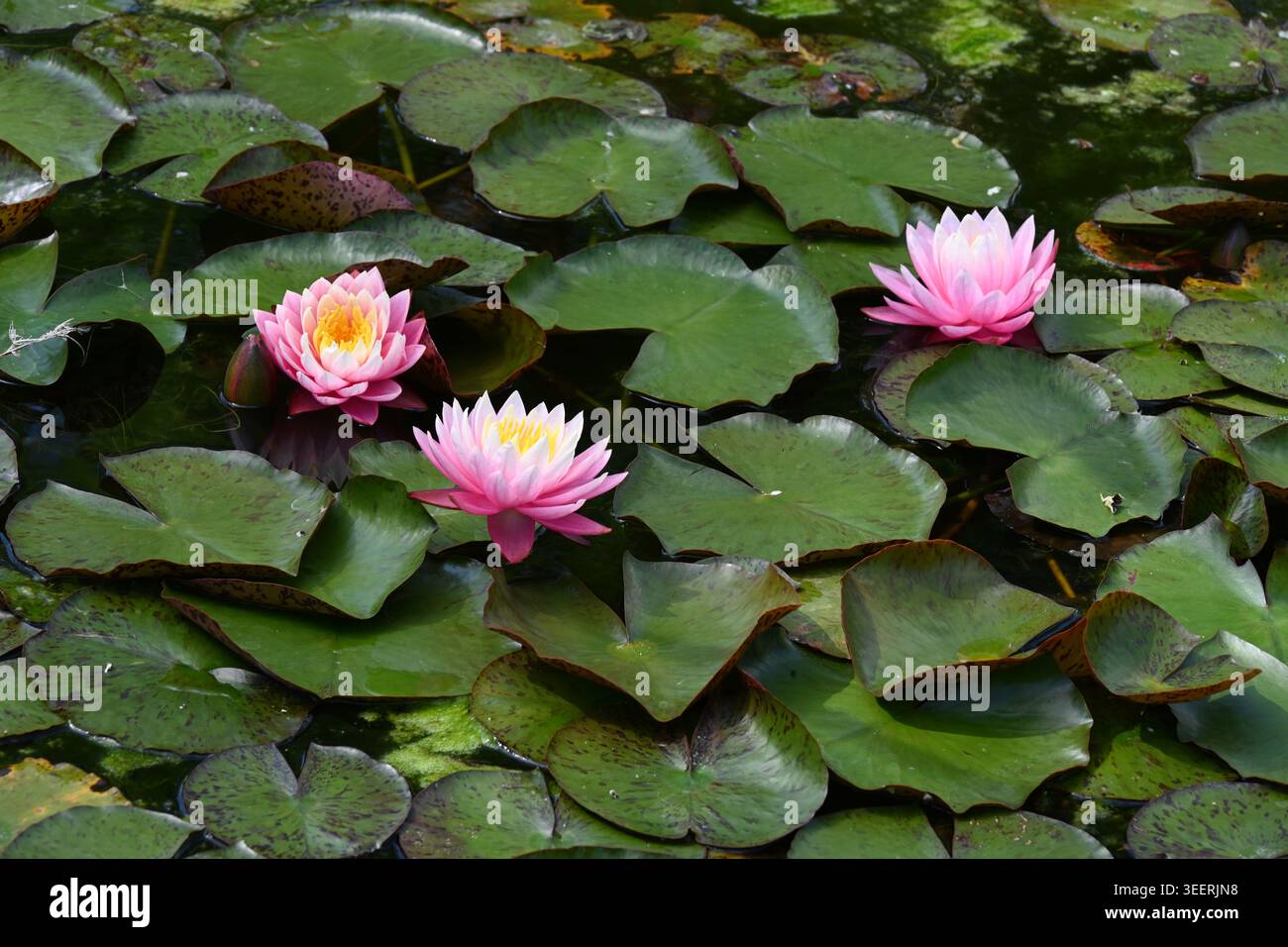 Trois fleurs de Lotus rose, Nelumbo nucifera, Lotus rose, Lotus sacré, Lotus indien, Lotus ou Nymphéas fleurissant dans Lotus Pond Banque D'Images