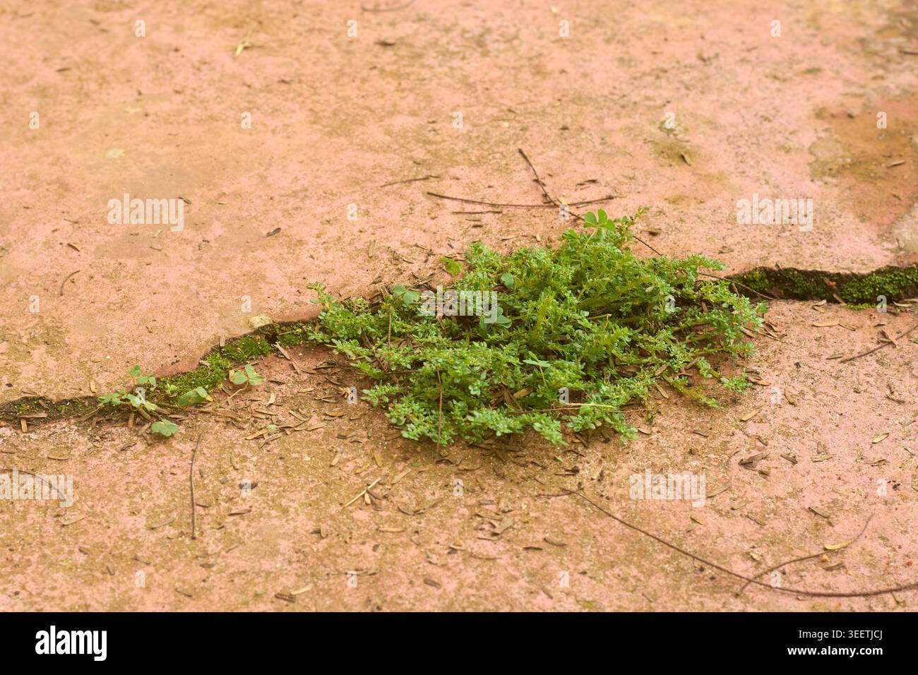 mauvaises herbes vertes et mousse poussant à travers la fissure horizontale dans le sol en béton rose rougeâtre, surface extérieure altérée, vue latérale avec espace de copie Banque D'Images