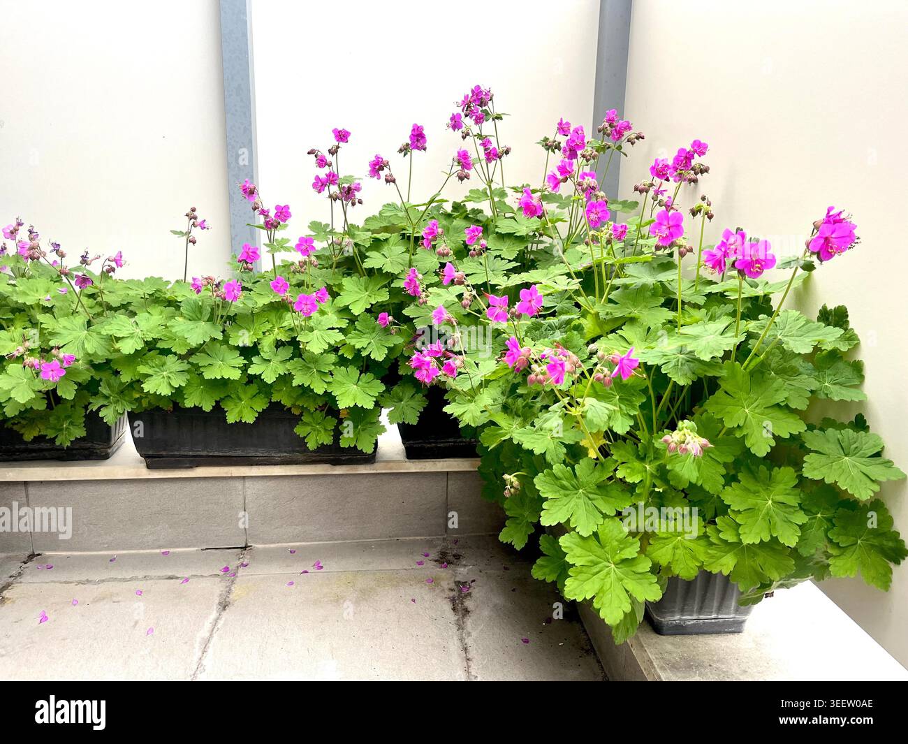 Grue de roche Geranium macrorrhizum dans des pots de fleurs, Geranium macrorrhizum en pot fleurissant dans des fleurs roses sur un balcon privé Banque D'Images