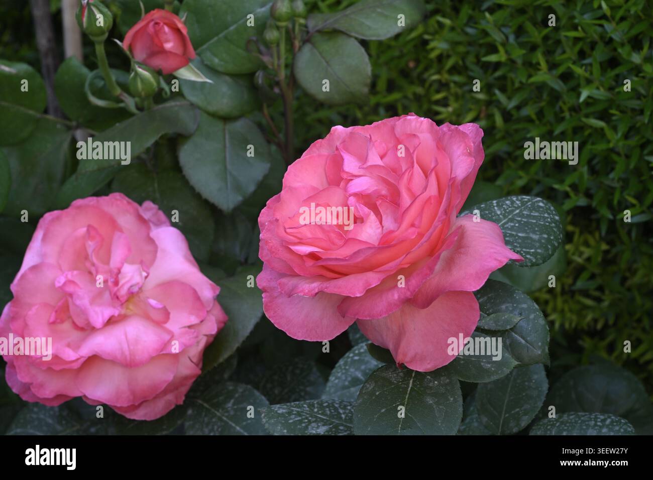 De belles fleurs roses de près Banque D'Images