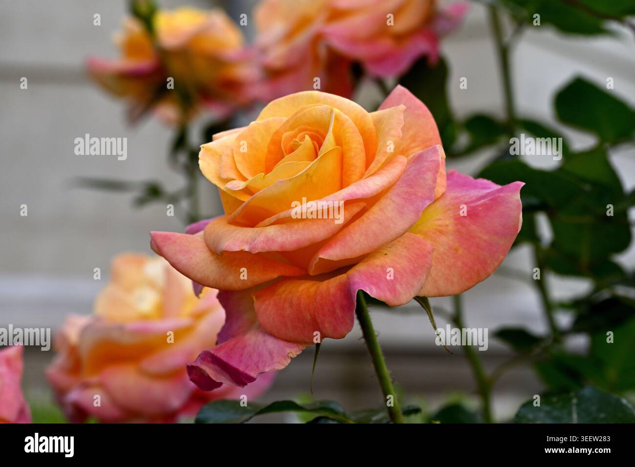Belle fleur rose jaune en gros plan Banque D'Images