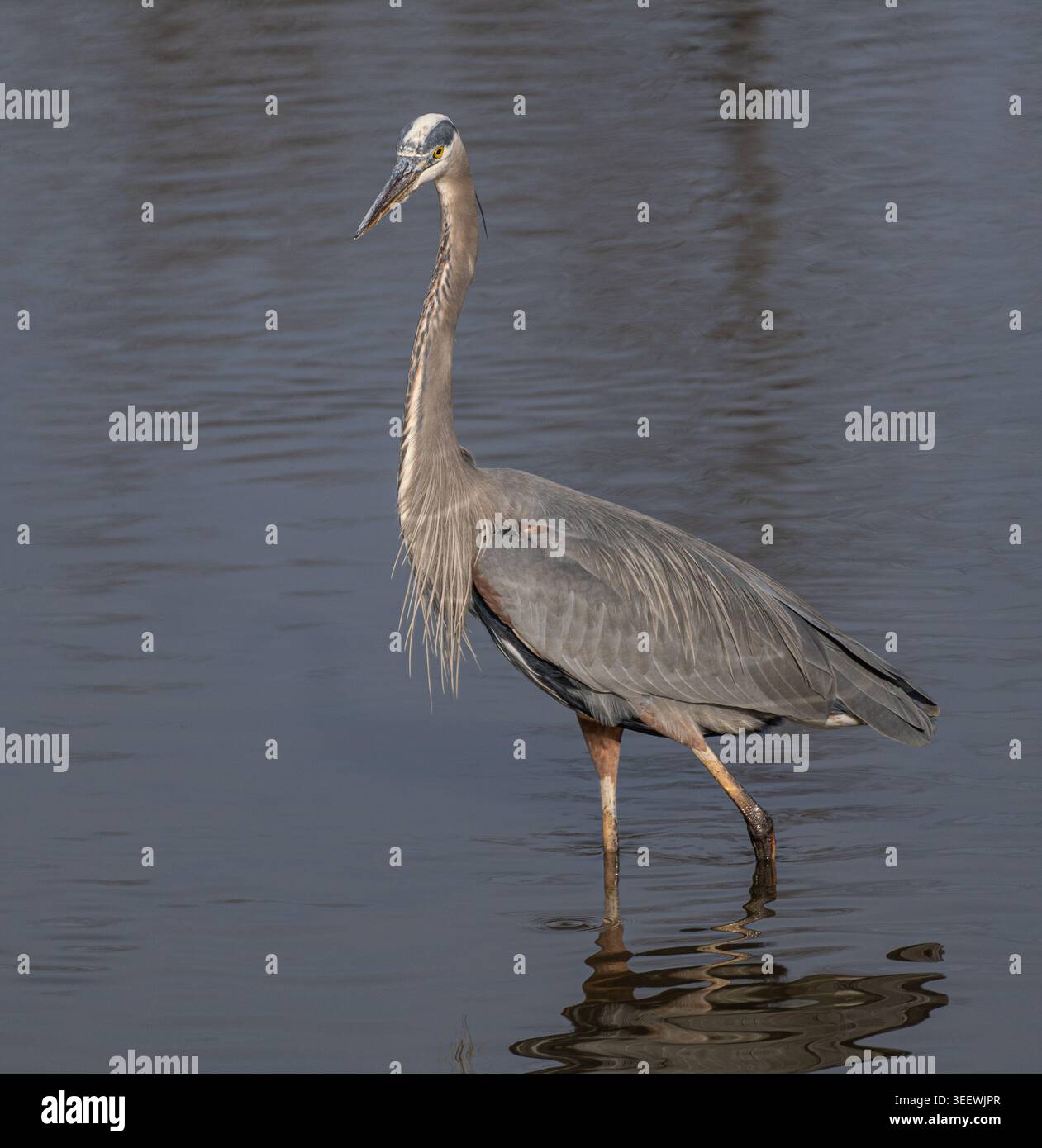 Great Blue Heron pataugant dans les eaux peu profondes le long du Cross Island Trail sur Kent Island dans le Maryland USA Banque D'Images