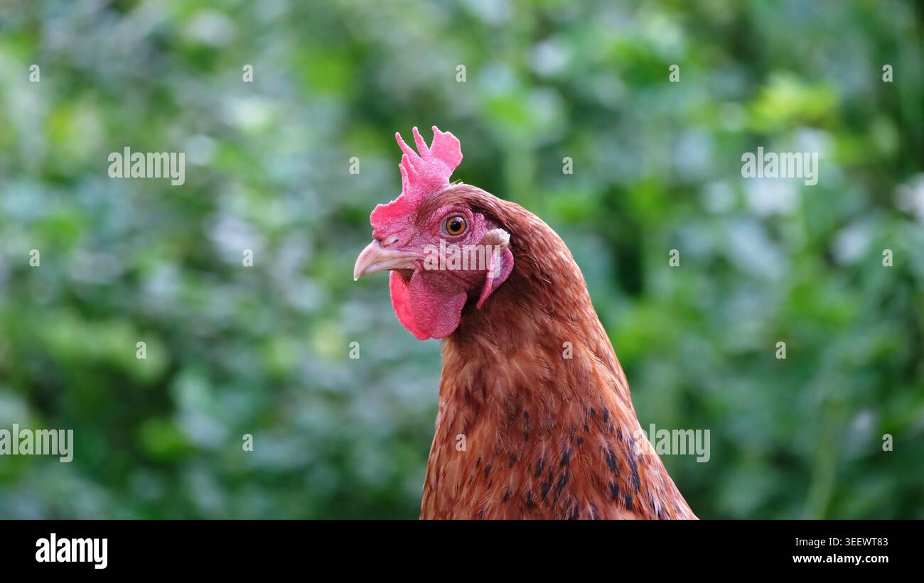 Portrait de poule brune tête de poulet en gros plan Banque D'Images