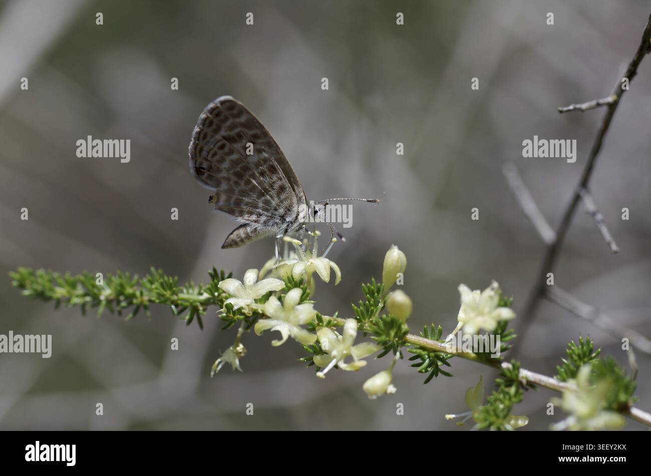 Leptotes pirithous (Leptotes pirithous), Majorque, Îles Baléares, Espagne Banque D'Images