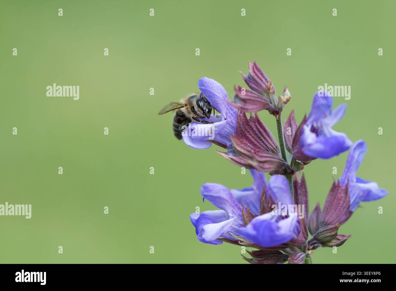 L'abeille Apis mellifera recueille le nectar des fleurs de sauge violette Une abeille de l'Ouest Apis mellifera recueille le nectar d'une sauge violette Salvia officin Banque D'Images